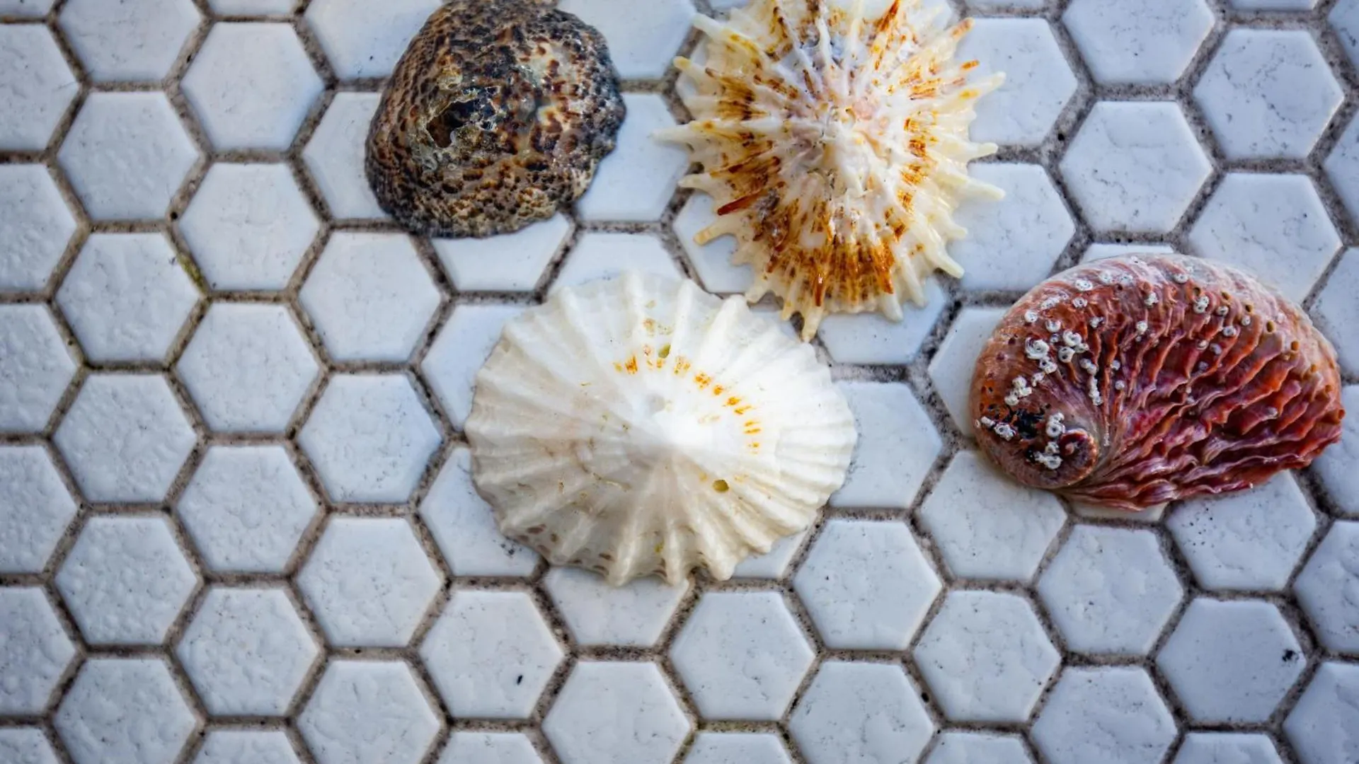 アパート Star Fish Cottage Kalk Bay ケープタウン